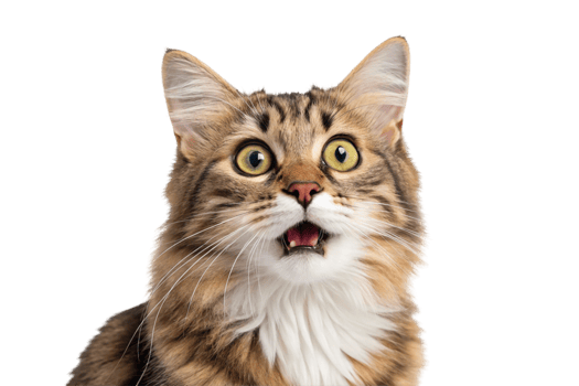 Shocked Tabby Kitten Isolated Transparent Background png