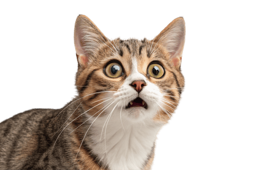Cute Tabby Cat Kitten Shocked Surprised Transparent Background png