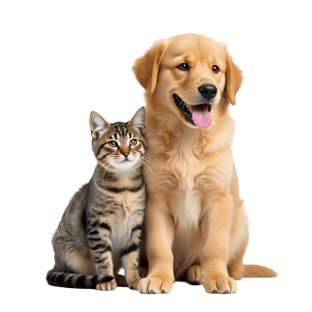 Golden Retriever Puppy Tabby Cat Friendship Animals Pet In Transparent Background png