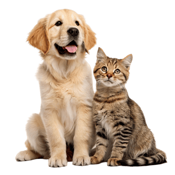 Golden Retriever Puppy Tabby Cat Pet Friendship Isolated Transparent png