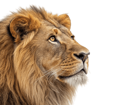Lion face shot Transparent cutout portrait of carnivore dangerous jungle king wildlife png