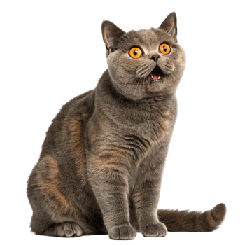 British shorthair cat looking surprised, isolated on transparent background, grey domestic cat pet feline head stunned astonished or surprised expression in paw studio shot png