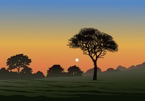 Forest sunrise illustration with grass field vector