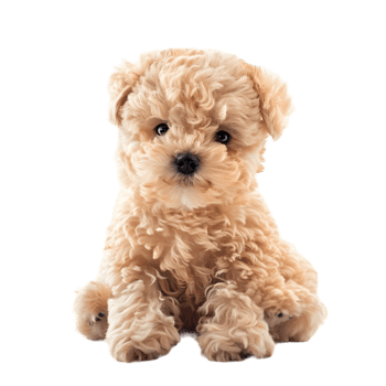 Adorable fluffy toy puppy isolated on transparent background. png