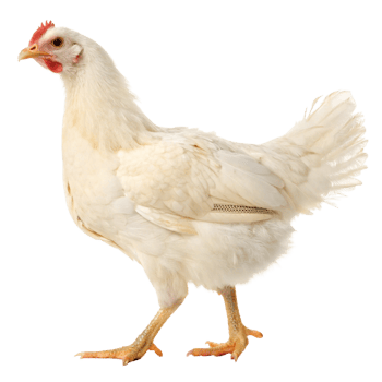 Free-range white chicken for culinary and agricultural use studio setting wildlife concept png