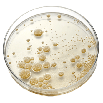 Yeast cultivation process laboratory petri dish close-up microbiology and fermentation png