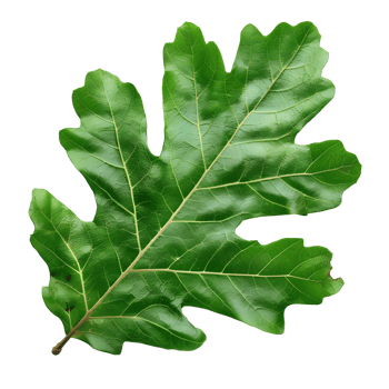 Deep Green Oak Leaf with Detailed Texture Isolated on Transparent Background png