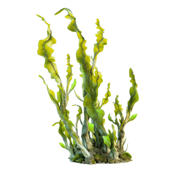 Seaweed plant isolated on transparent background png