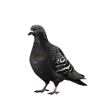 Black and white pigeon standing isolated on transparent background. png