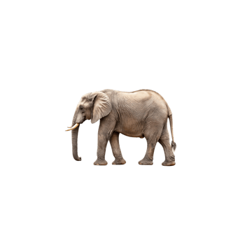 An elephant walking on a black background png