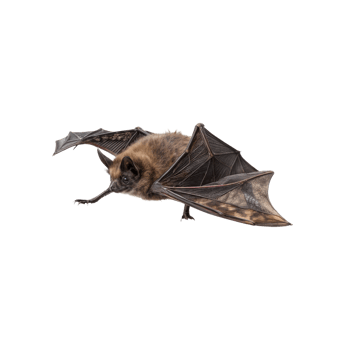 A bat is flying in the air on a black background png