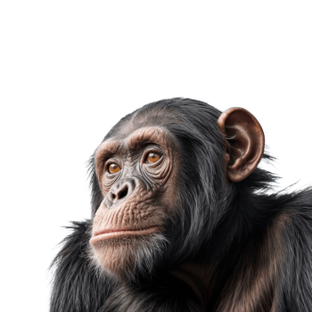 A chimpanzee is looking to the side png