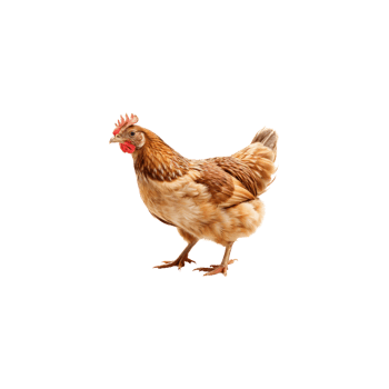 A chicken is standing on a black background png