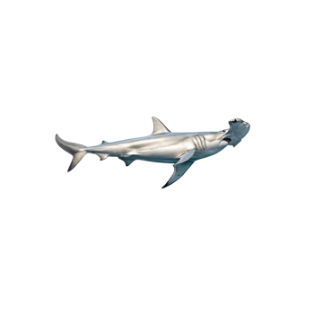 A silver shark is shown on a black background png
