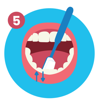 Fifth of How to Brush Your Teeth Step by Step Instruction Flat Illustration png