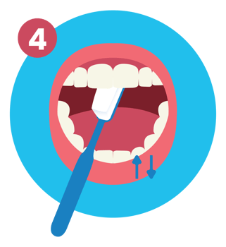 Fourth of How to Brush Your Teeth Step by Step Instruction Flat Illustration png