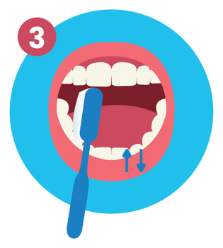 Third of How to Brush Your Teeth Step by Step Instruction Flat Illustration png