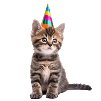 Cute Kitten Wearing Birthday Party Hat Celebration Fun png