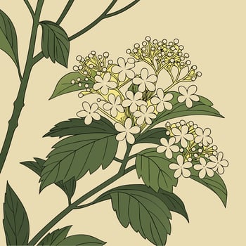 The illustration of viburnum flower vector
