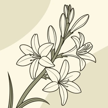 The illustration of tuberose flower vector