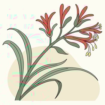 The illustration of kangaroo paw flower vector