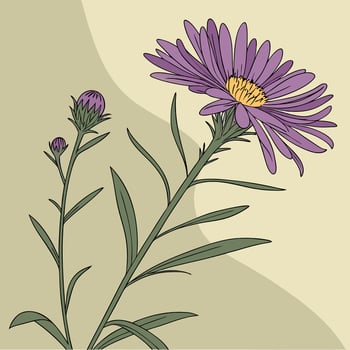 The illustration of aster flower vector