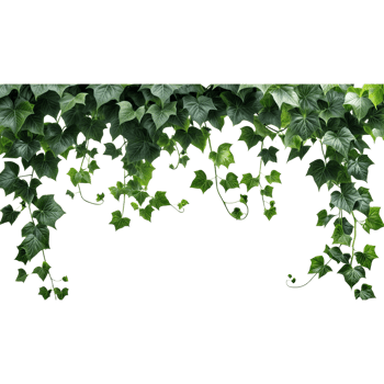 A green ivy vine hanging from a black background png