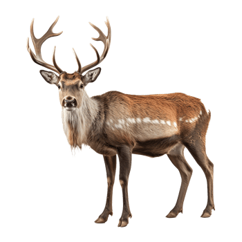 Majestic Deer Buck Profile View Antlers Brown Fur png