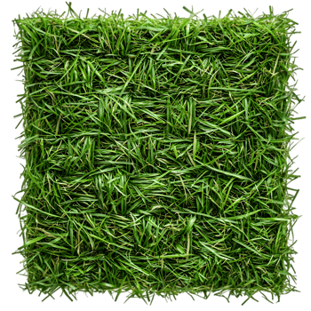 Grass Texture with Natural Green Details png