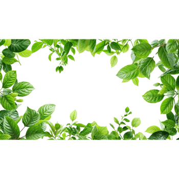 Green leaves frame on black background png