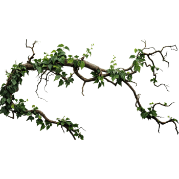 A branch with green leaves and vines png