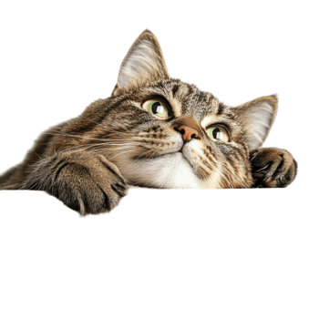 Cat Looking Up png