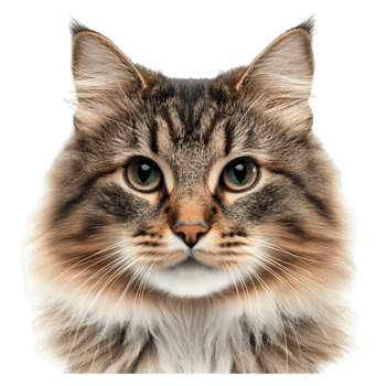 Cat Face on Transparent Background png