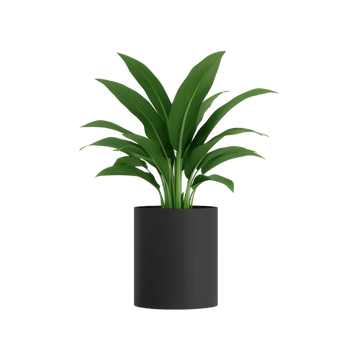 A vibrant green plant in a sleek black pot, perfect for home or office decor. png