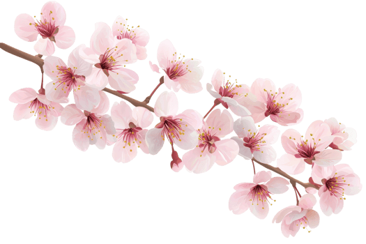 Delicate pink cherry blossoms in full bloom on a branch, showcasing the beauty of nature in springtime. png