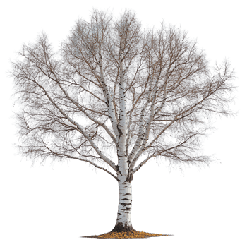 Leafless birch tree stands tall on white background showcasing its graceful branches and winter silhouette isolated on transparent background png