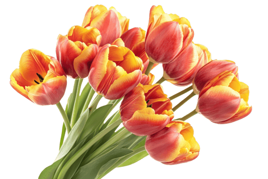 Vibrant bouquet of red and yellow tulips isolated on transparent background. Perfect for spring decoration, gardening, and floral-themed design. png