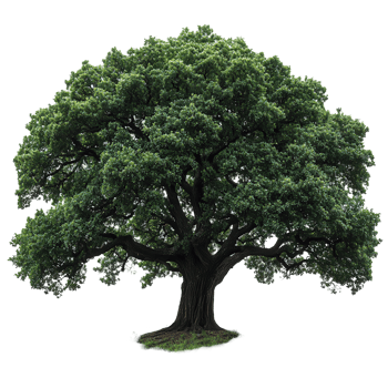 Large green tree with a broad canopy stands prominently against a white background in a tranquil setting isolated on transparent background png
