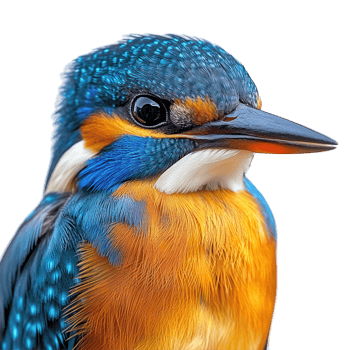 Colorful kingfisher perched and showcasing vibrant plumage in a close-up view isolated on transparent background png
