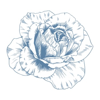 blue wedding flower on white background. Hand drawn floral, flower and leaf branch in toile de jouy style. Line art for wedding, monogram, invitation, greeting, logo, birthday cards vector