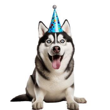 Happy Husky Puppy Wearing Birthday Party Hat png