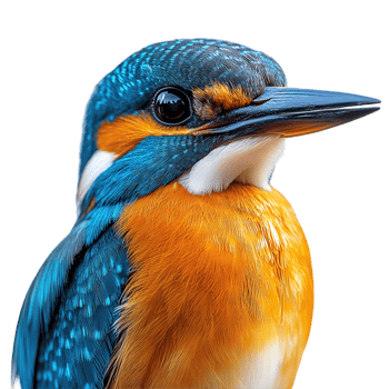 Vibrant kingfisher perched quietly, showcasing brilliant blue and orange plumage against a clean backdrop isolated on transparent background png