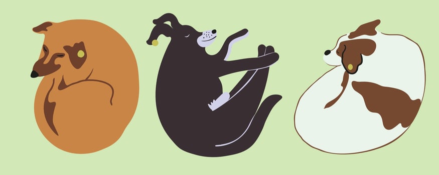 street sleeping dogs collection vector