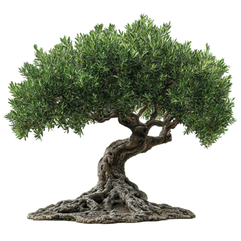 Olive tree with intricate roots showcasing nature's beauty and resilience in a peaceful setting isolated on transparent background png