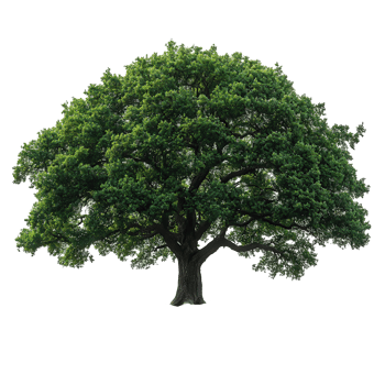 Large green tree with a wide canopy gracefully standing against a white background showcasing its natural beauty and strength isolated on transparent background png