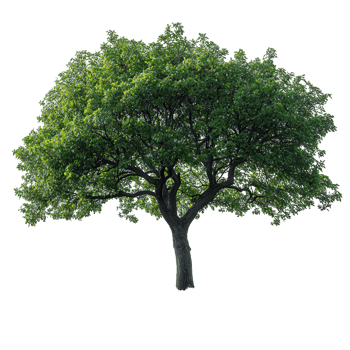 Healthy green tree with lush foliage in a bright environment showcasing natural beauty and vitality isolated on transparent background png