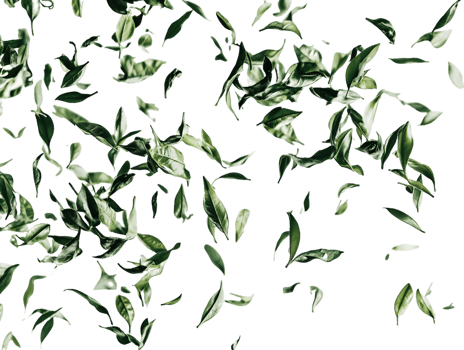 Falling Green Leaves png