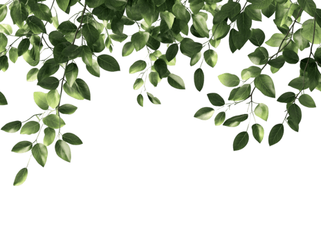 Lush Green Foliage Hanging From Branch png