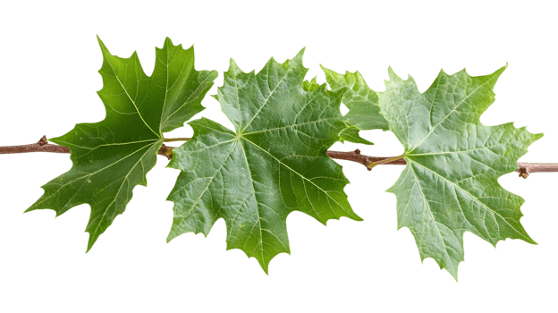 Three Lush Green Leaves on a Vine png