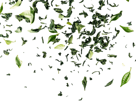 Vibrant Green Tea Leaves Falling png